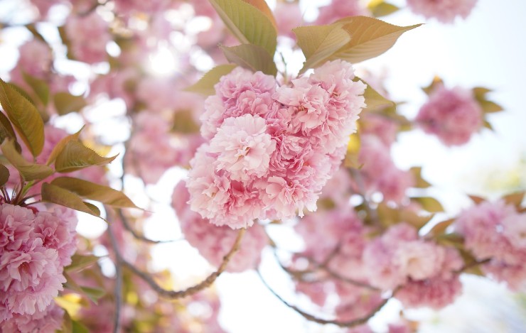 서울 경기 벚꽃 명소