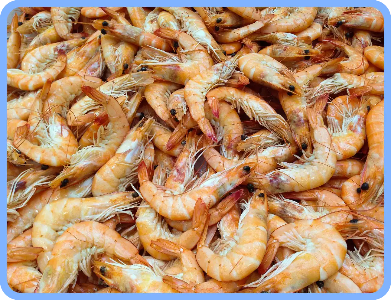 멸치젓 새우젓 굴 천일염 김장 재료 할인 세일 50% 코리아 수산 페스타