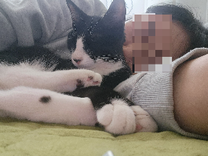고양이가 집사 옆이나 발치에서 자는 이유, 잠자는 위치에 담긴 의미