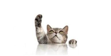 고양이 발바닥 상처 응급처치 - 걷기 싫어하거나 피를 흘린다면 반드시 확인해야 할 것들