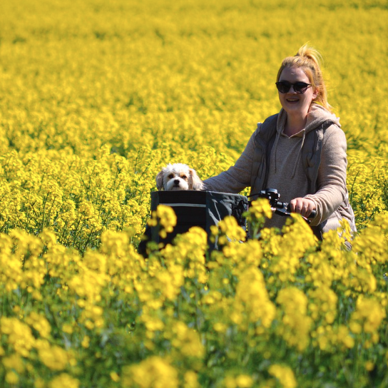 창녕 낙동강 유채축제