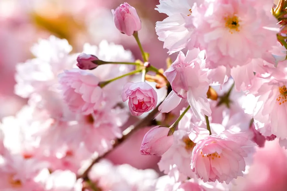 겹벚꽃 개화시기 숨겨진 명소_2