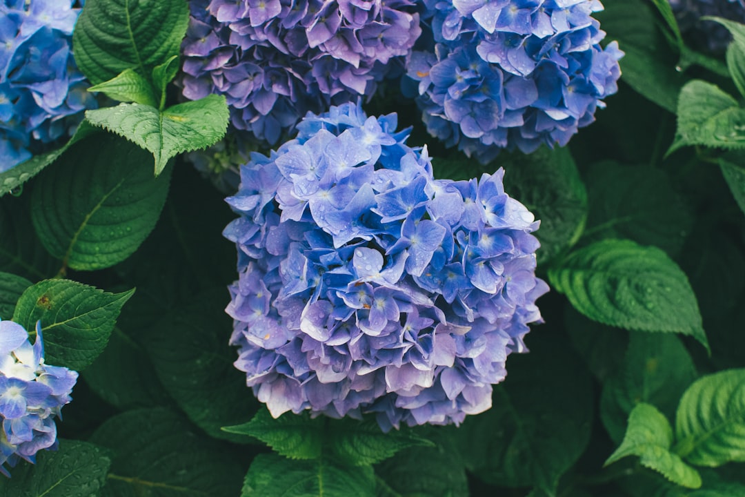 Hydrangea