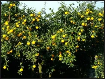 유자 재배 겨울 보온 방풍막 설치 염해 예방_5