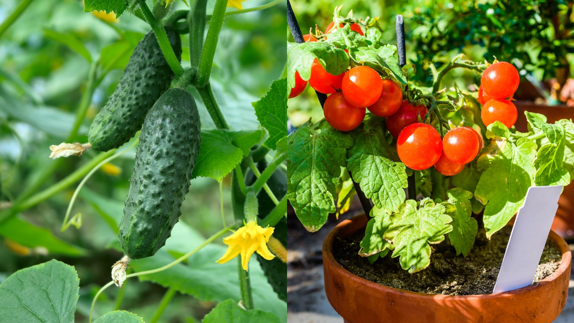 4월 5월에 심기 좋은 작물 오이, 토마토