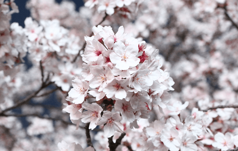 2025년 벚꽃 개화시기 &#44; 벚꽃 명소 추천