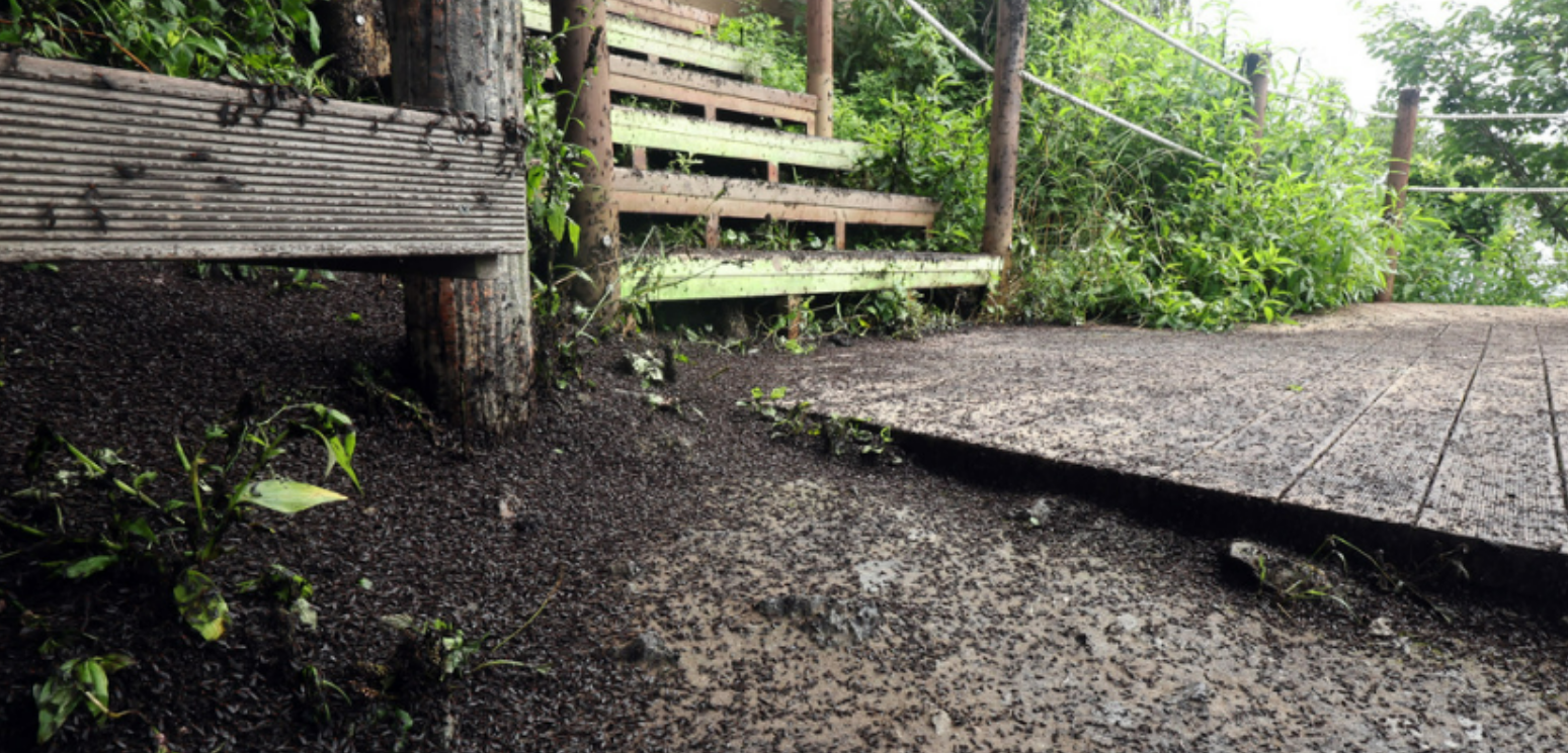 여름 불청객 러브버그 퇴치법과 예방법