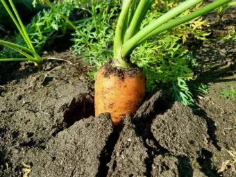 당근 재배 씨 뿌리기 토심 확보 잡초 관리_4