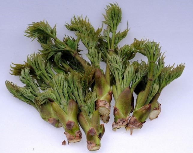 땅두릅 참두릅 효능과 부작용 