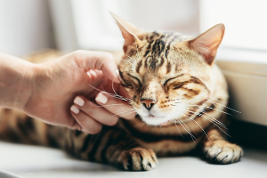 쓰다듬어 황홀한 고양이