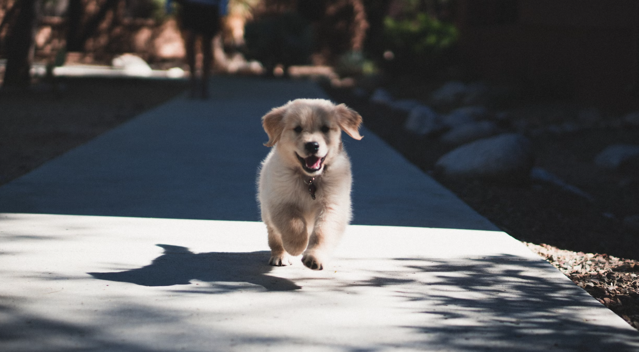 심리적 치료에서 애완동물의 역할과 도파민 분비