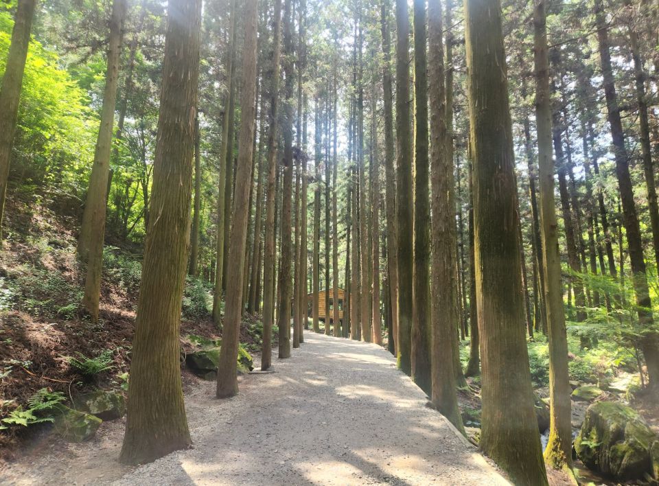 대한다원보성녹차밭