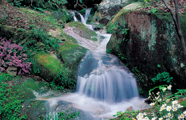 용인 가볼만한 곳 한택식물원 입장료
