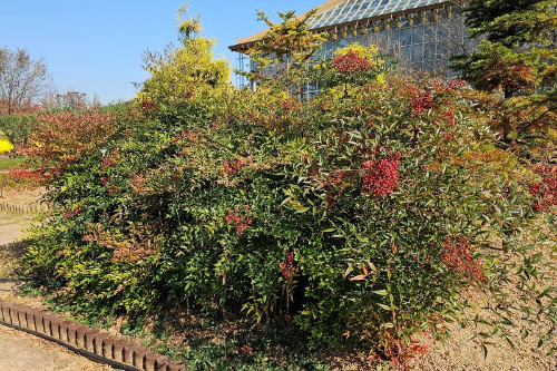 [정원수목]소형 정원에 딱 맞는 포인트 수목 추천 리스트