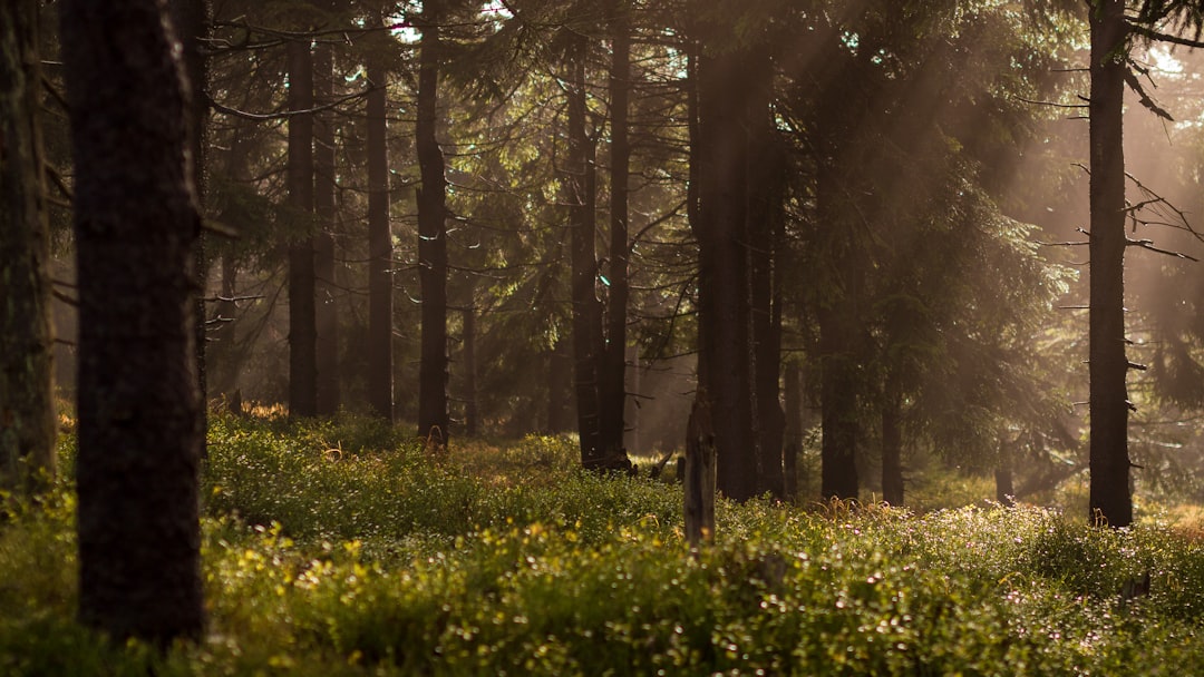 Forest Technician