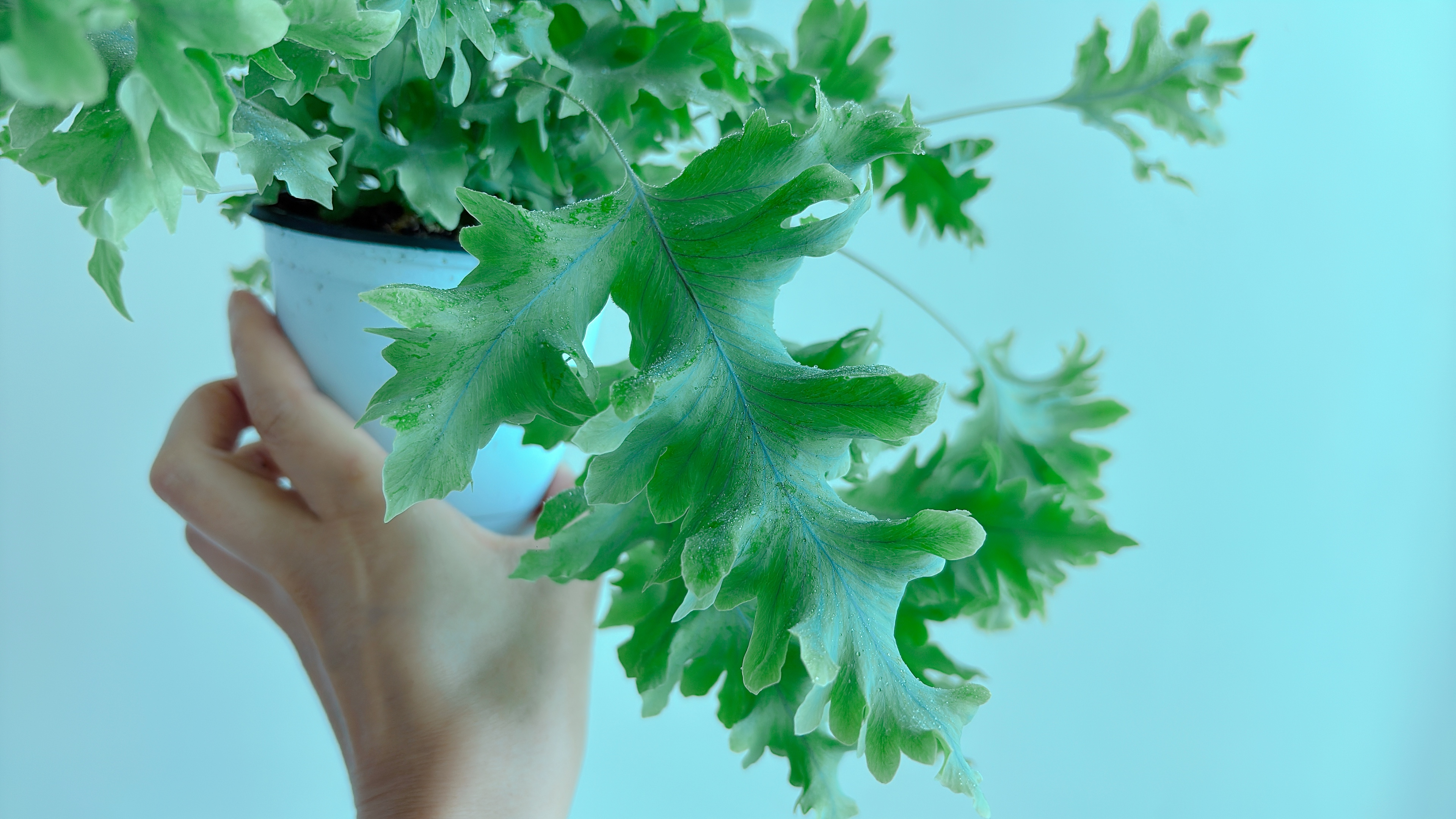 다바나고사리-병충해-관리