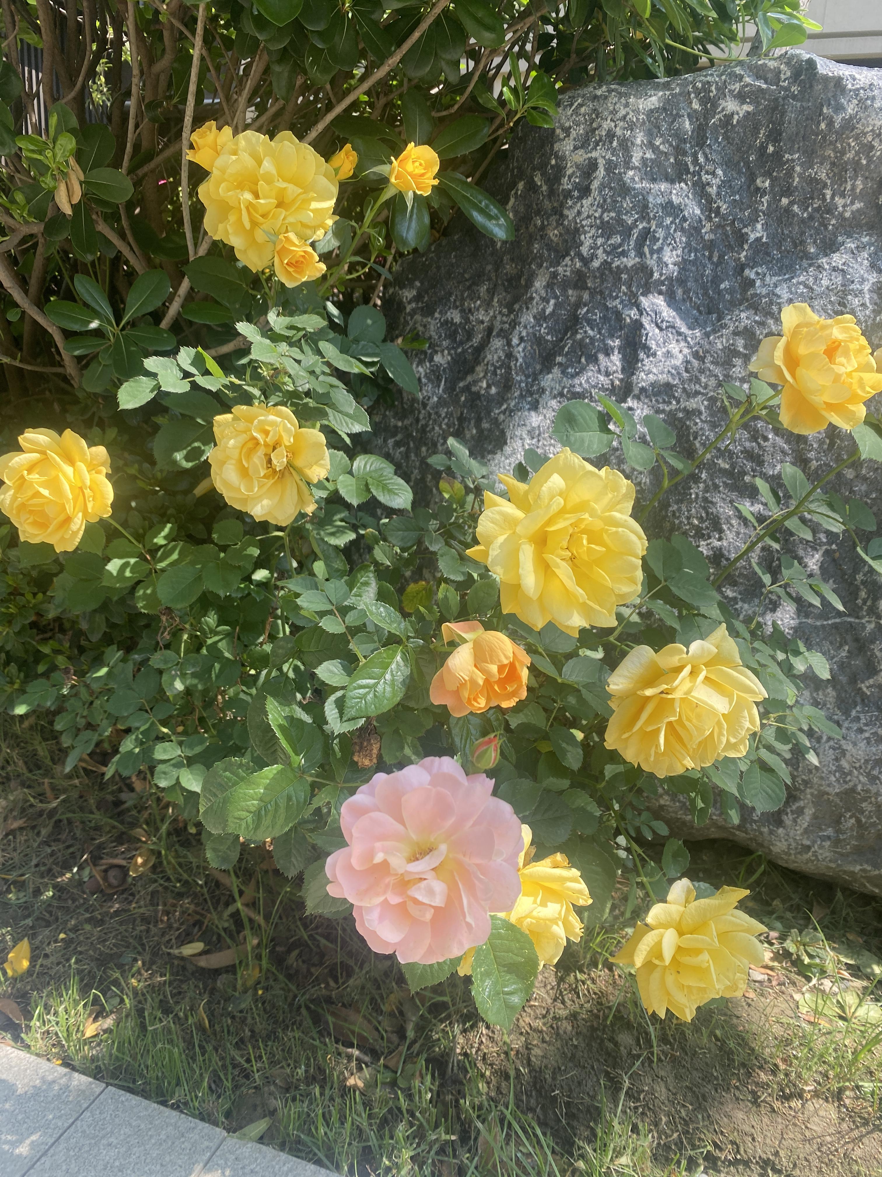 부천백만송이 장미원4