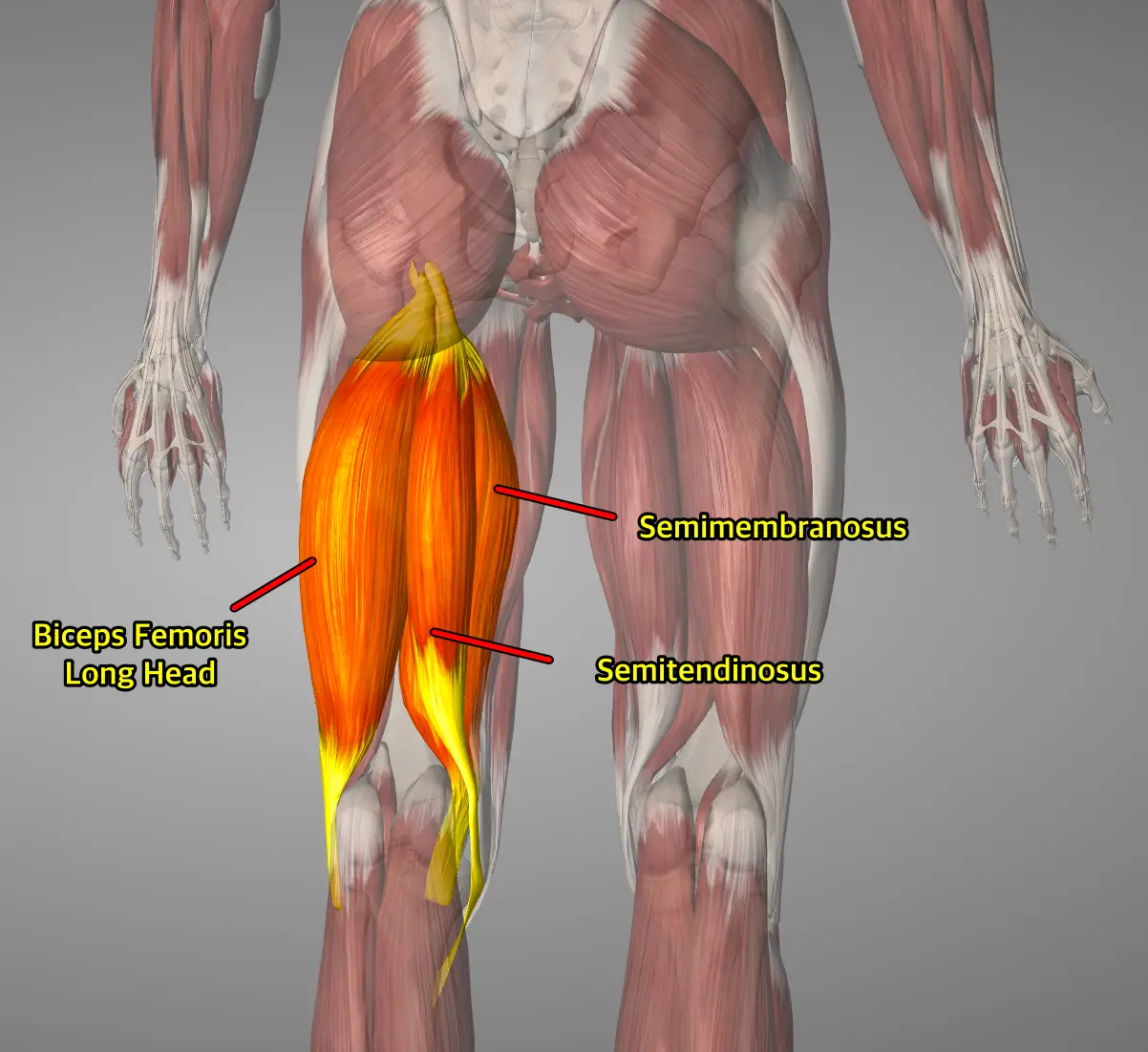 햄스트링 부상 예방을 위한 근육별 활성화 패턴: 최신 연구 분석 및 현장 적용 가이드