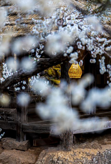 2024 광양 매화축제 