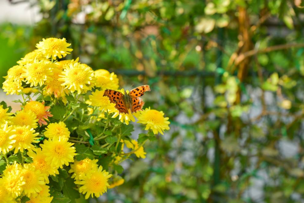 예산장터 삼국축제