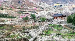 광양 매화축제기간 주차장 개화상황 2025년