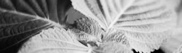 육모 재배 25~30일