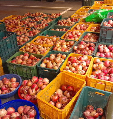 고흥석류피칸농장