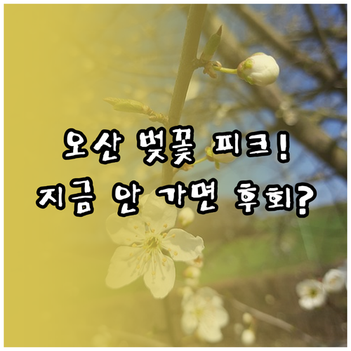 2026년 오산 벚꽃 피크타임 및 방..
