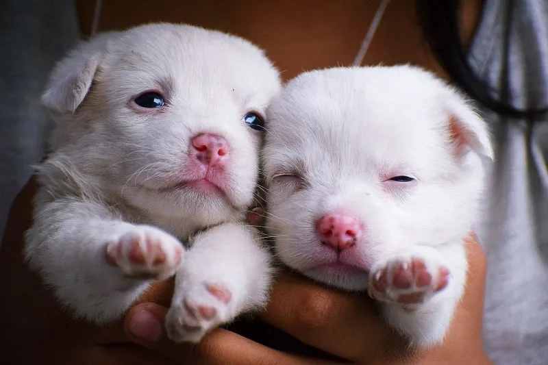 새끼강아지무료분양 멍멍이 가족 맞이 꿀팁_1