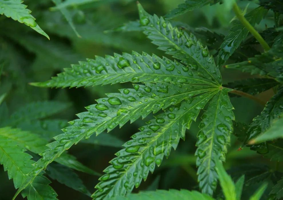 대마-사진
