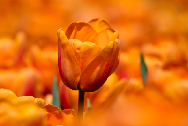 Orange Princess