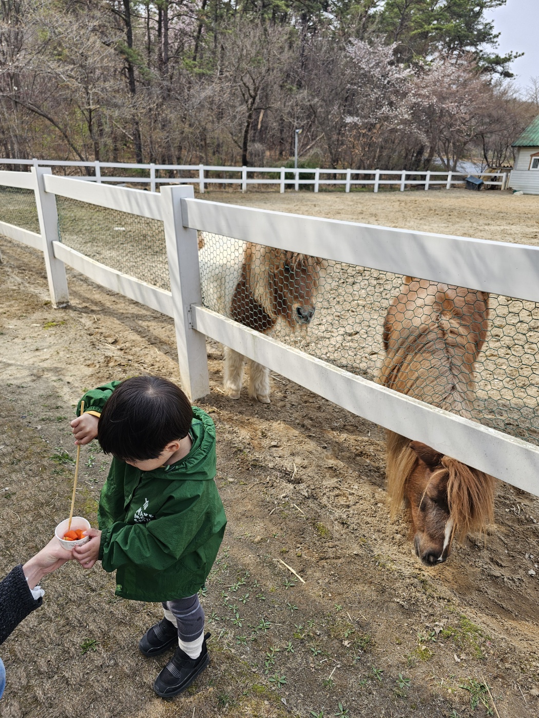 ※ 조랑말, 혹은 망아지