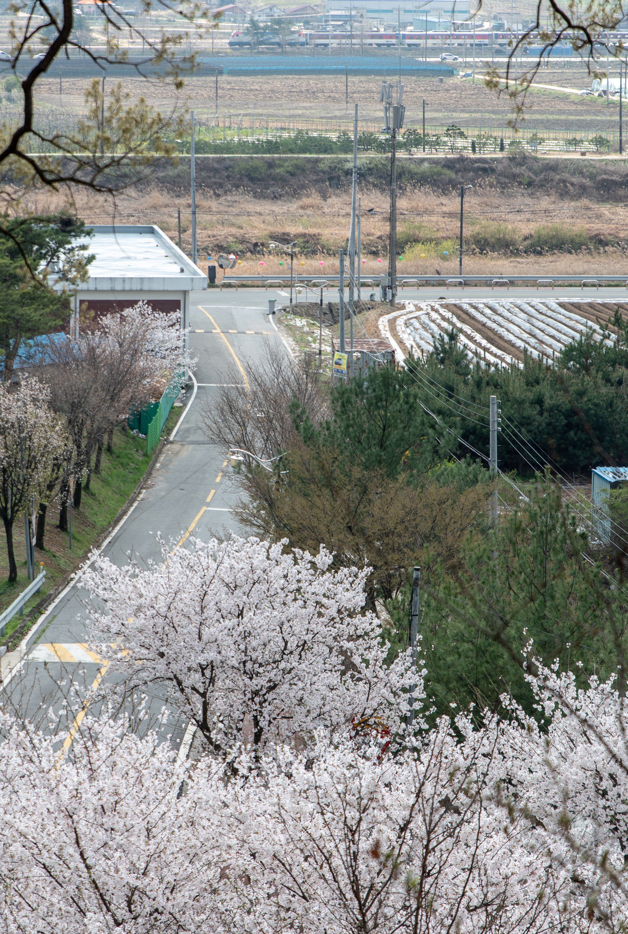 2024 충주호 벚꽃축제 기본정보 및 프로그램 소개
