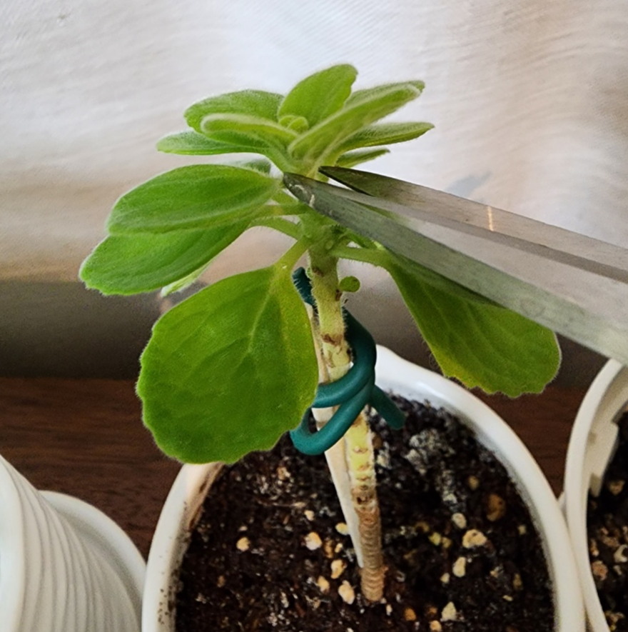 토피어리 수형을 위한 맨위의 순따기