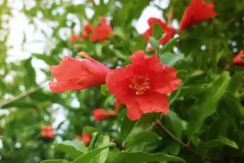 석류 가격 및 효능&amp;#44; 영양성분과 부작용