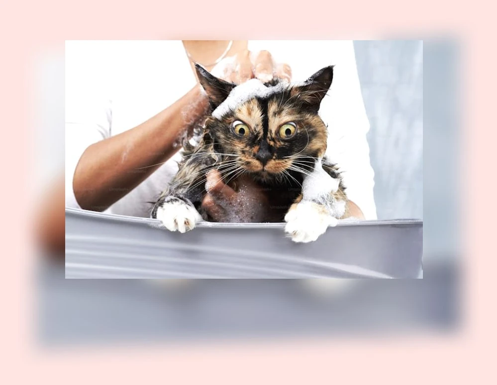 고양이 피부 보습_2_subsection