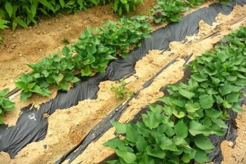 고구마-재배밭-물주기-물관리-수분관리