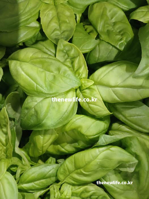 바질 효능 심신 안정 리날룰