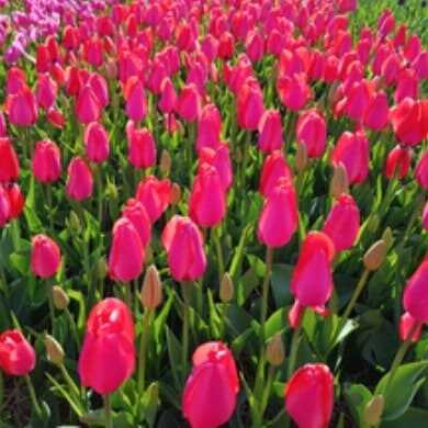 태안 세계 튤립 꽃 박람회