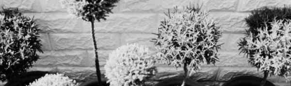 율마 키우는 방법: 가지치기