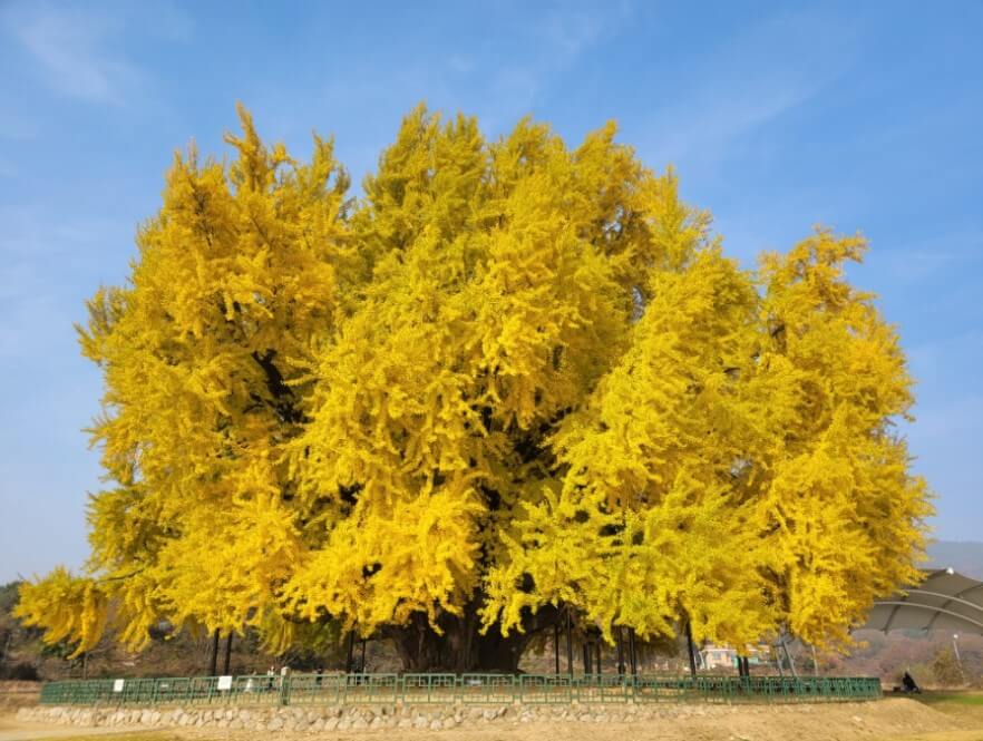 원주 반계리은행나무 당일치기 여행