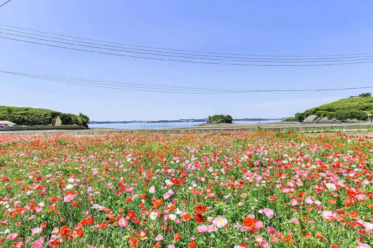 죽도 꽃밭 사진