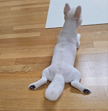 폼피츠 미용5