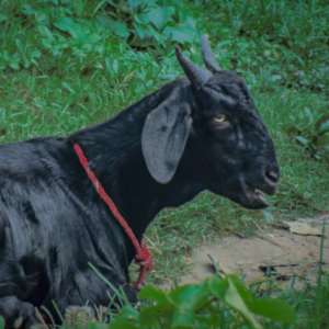 흑염소란? 흑염소 효능 부작용