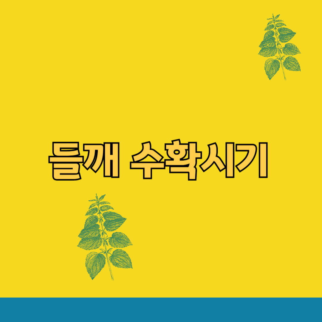 들깨 수확시기