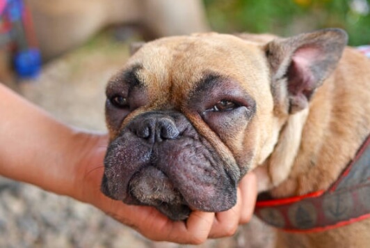 강아지 알레르기 증상