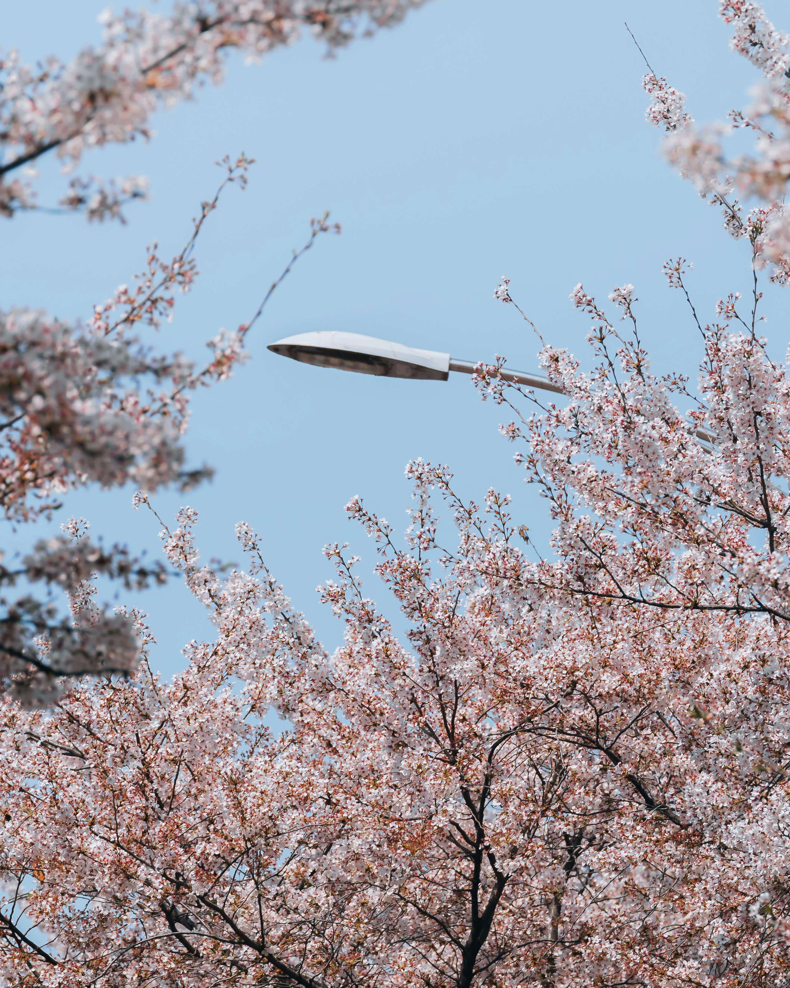 경주-대릉원-돌담길-벚꽃-축제