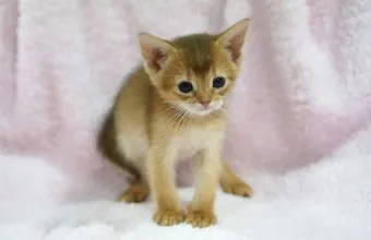 아비니시안 고양이 유전병_12