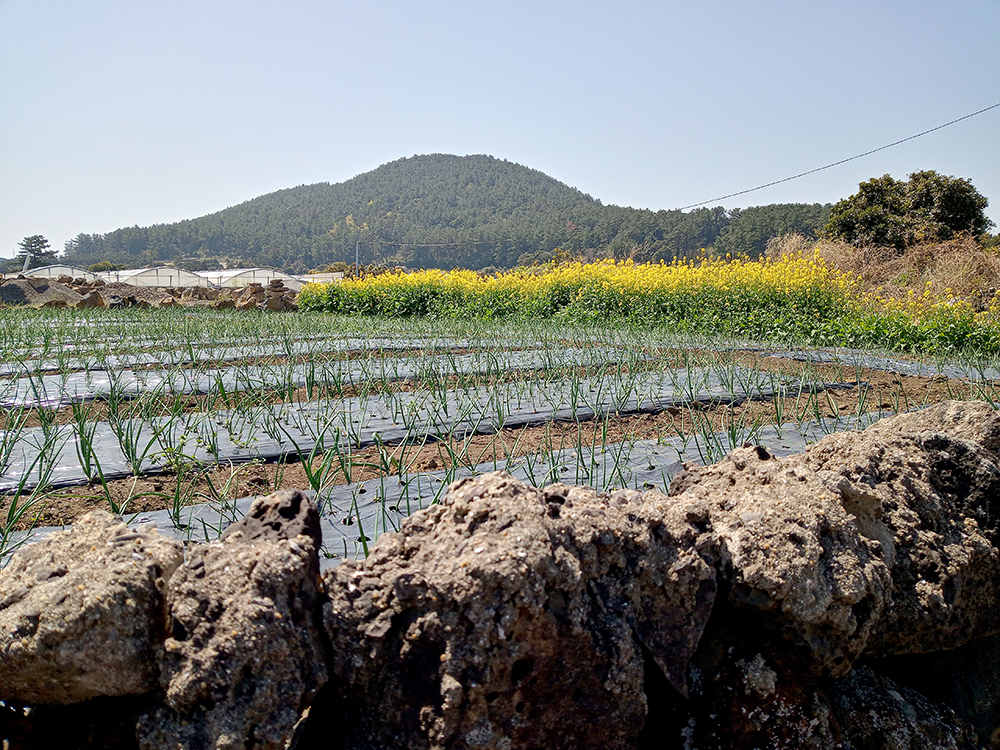 올레길 2코스: 광치기해변에서 온평포구까지