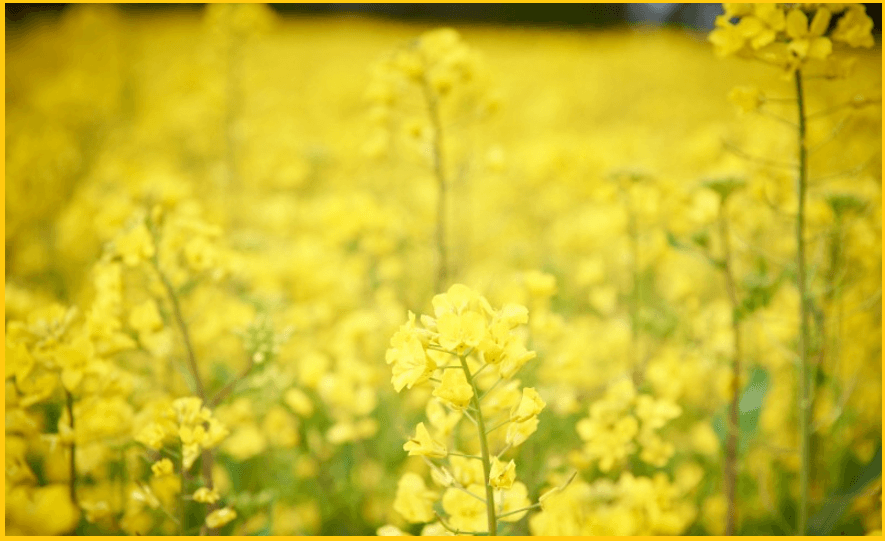 24년-유채꽃명소-가는길-안내